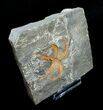 Ordovician Ophiura Brittle Star Fossil #4077-2